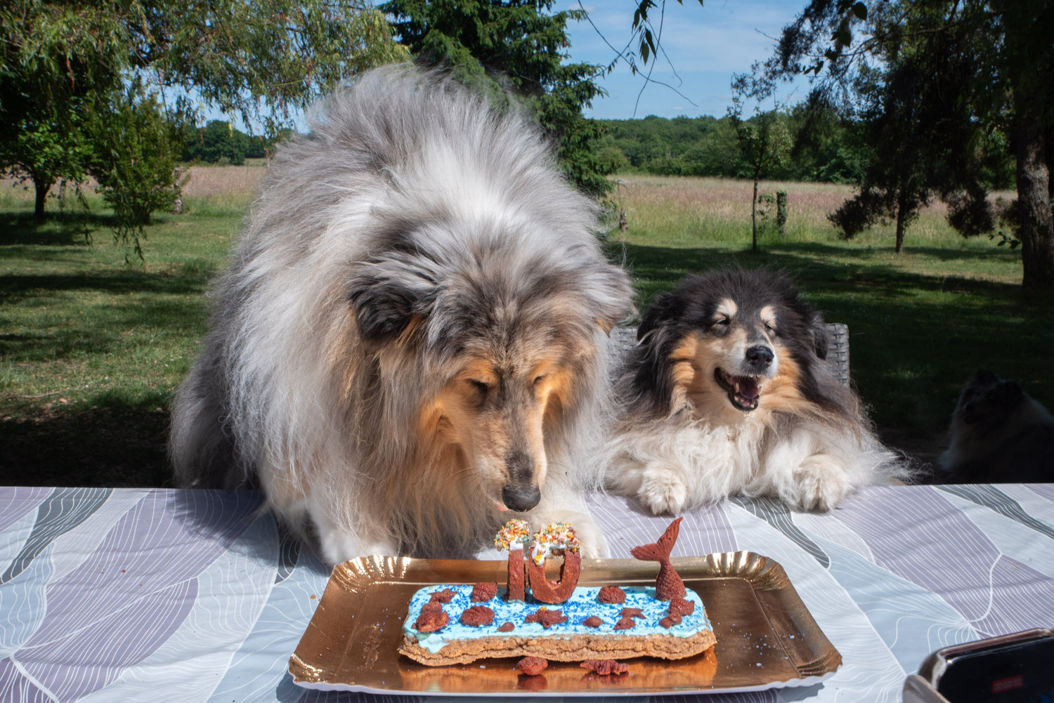 Gâteaux d'anniversaire pour chiens 🎂🍰