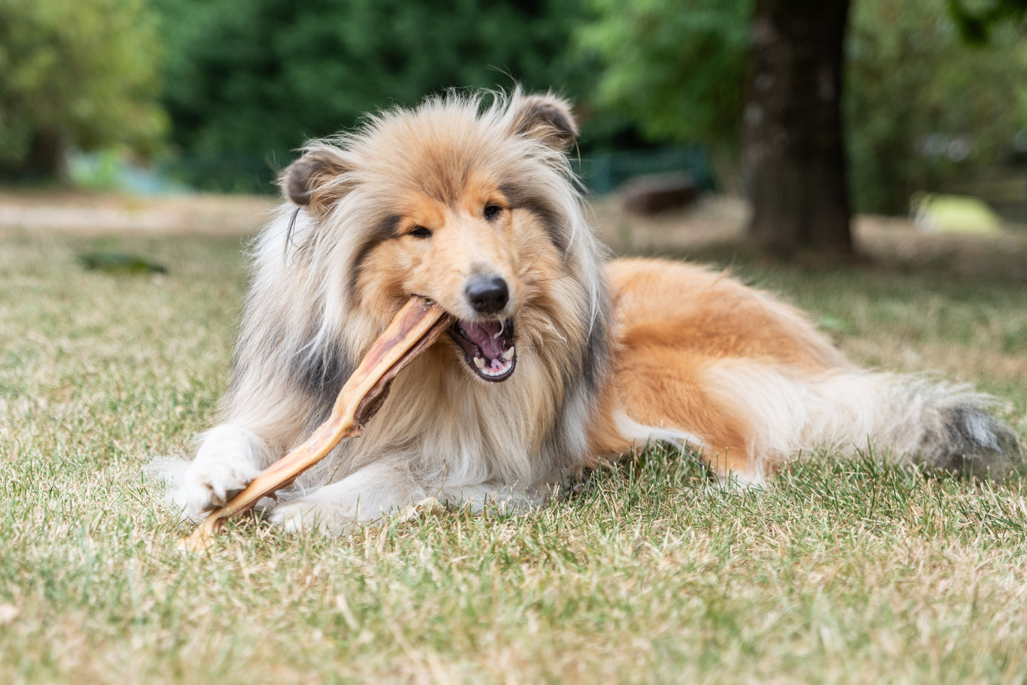 🦴 Comment choisir des friandises naturelles et saines pour votre chien