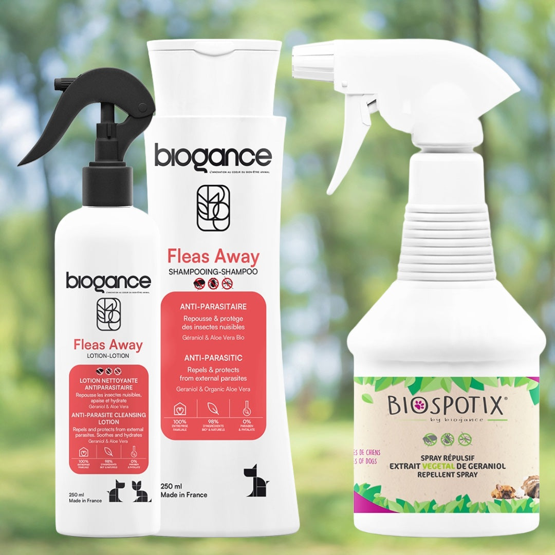 Anti-puces chien : quelles solutions naturelles pour protéger efficacement votre compagnon ?