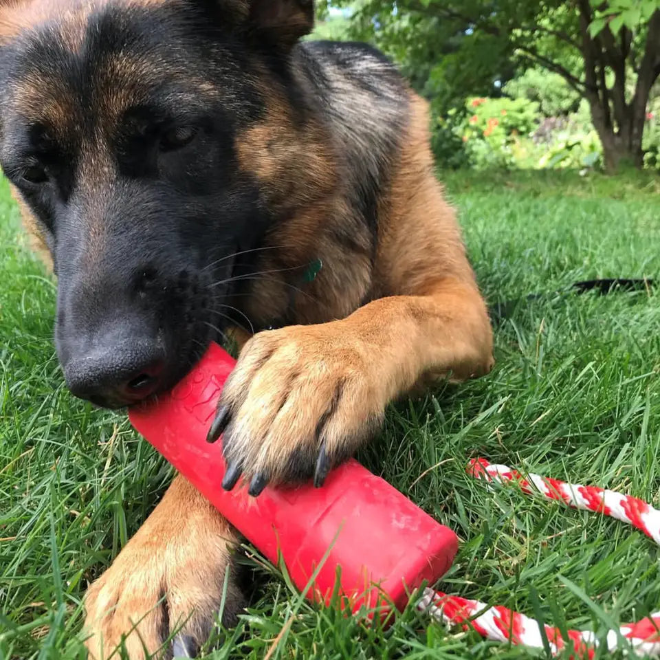 Jouet Résistant "Dynamite avec Corde" pour Chiens