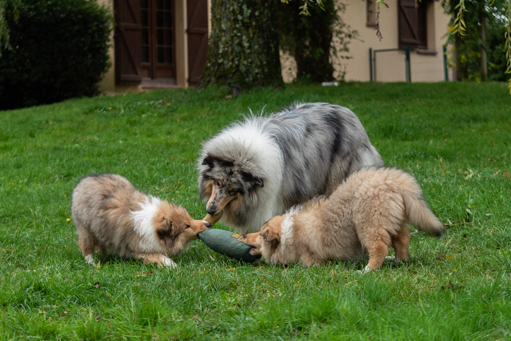 Peluche bouteille Champagne