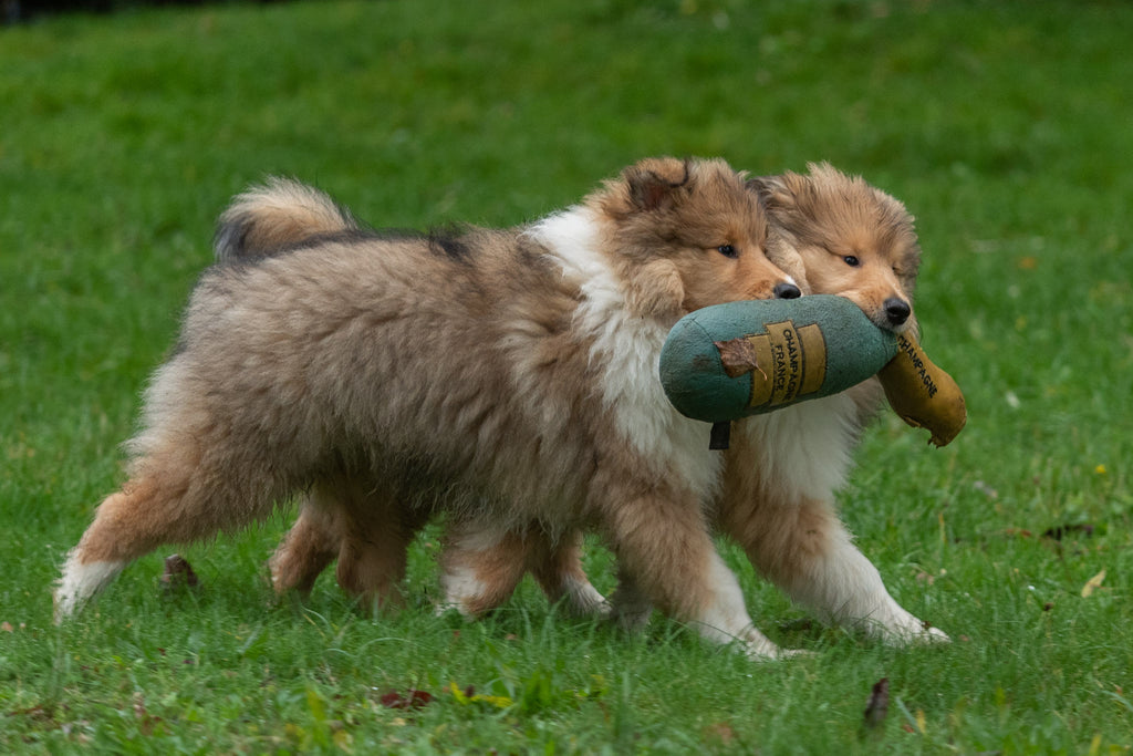 Peluche bouteille Champagne