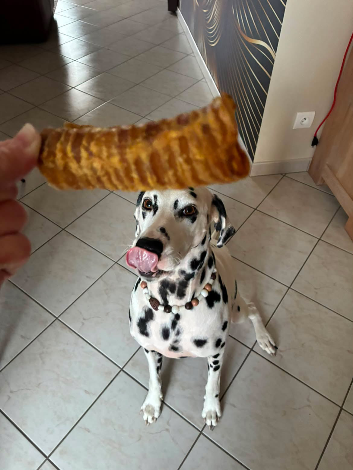 Trachée de bœuf 15 cm