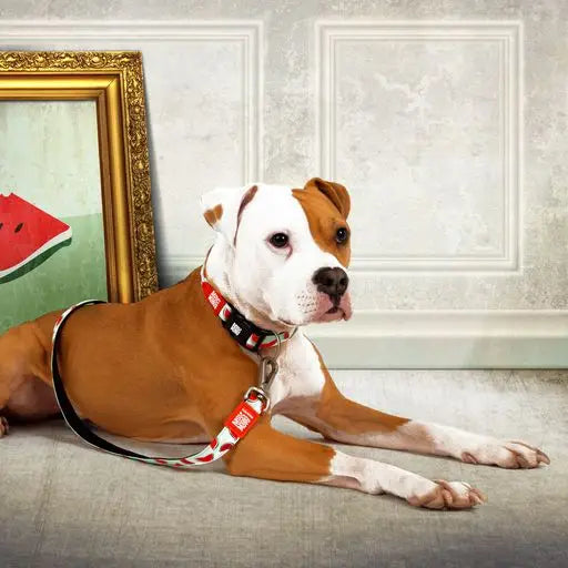 Laisse Max & Molly Pasteque