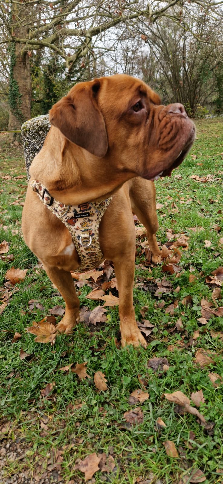 🦁 Harnais Force pour chien – Édition spéciale “Hakuna Matata”