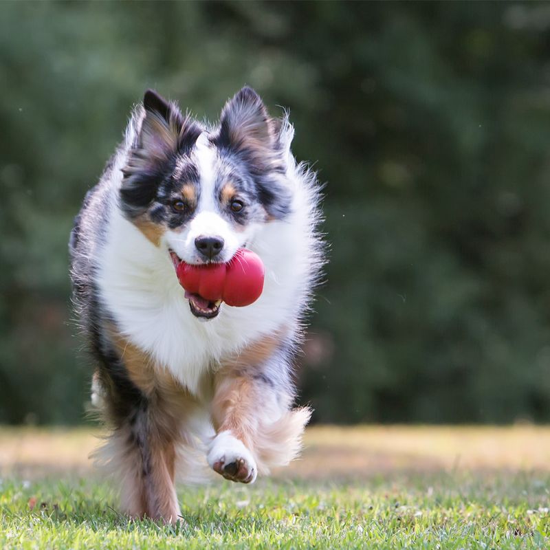 Jouet KONG Classic pour chien (taille M)