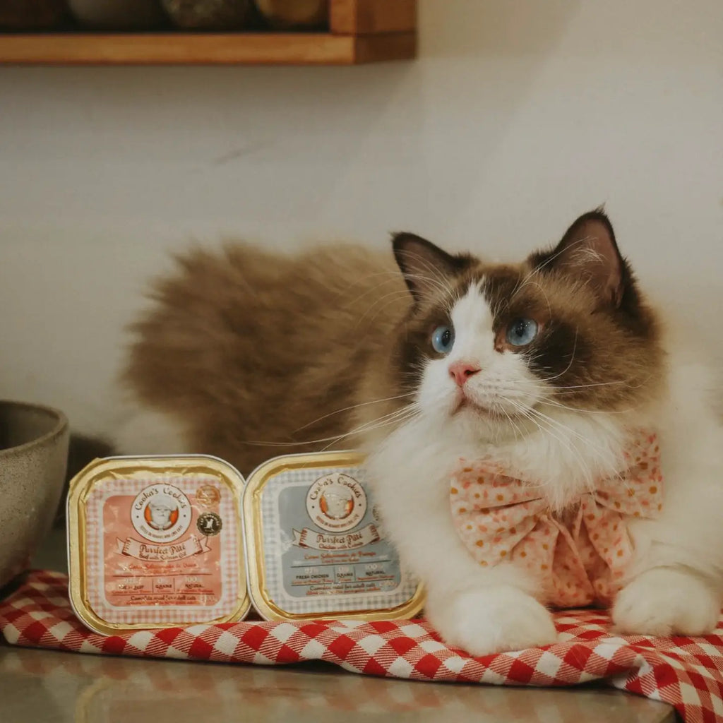 Nourriture humide pour chat