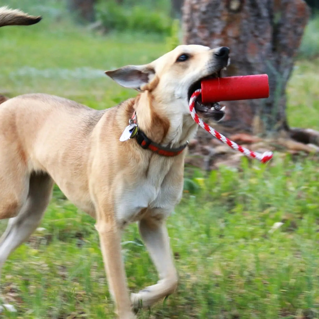 Jouet Résistant "Dynamite avec Corde" pour Chiens