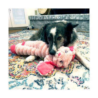 KONG Shakers Bunny XL