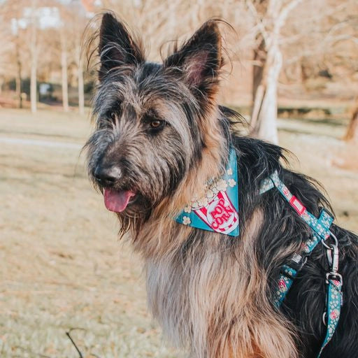 Harnais Pop Corn de Max & Molly