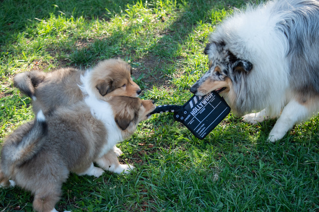 Jouet Peluche "Claquette Hollywood" pour Chiens