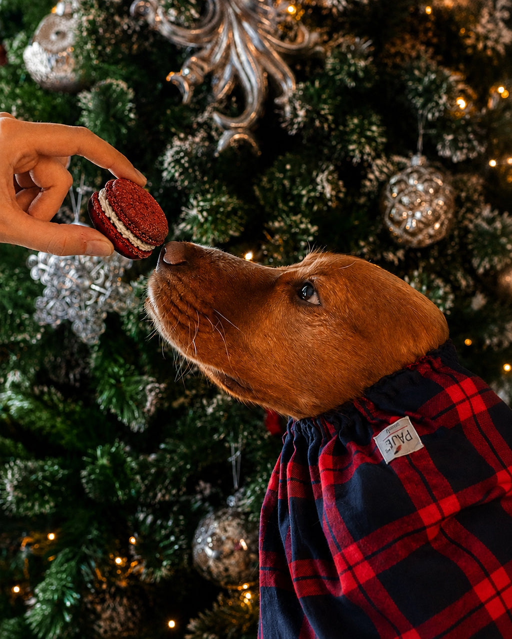 Macarons de Noël pour chiens