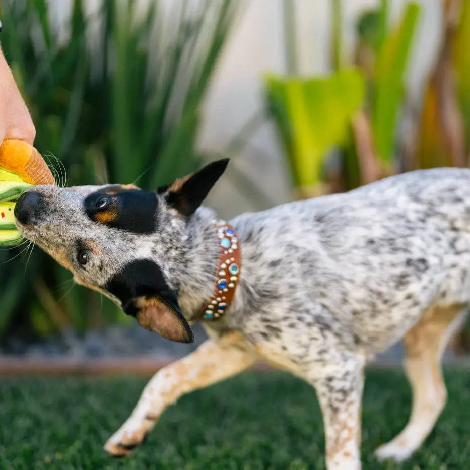 Jouet Barking Brunch Toast Avo-doggo de