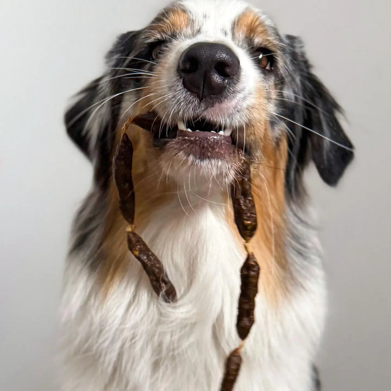 Saucissons de dinde