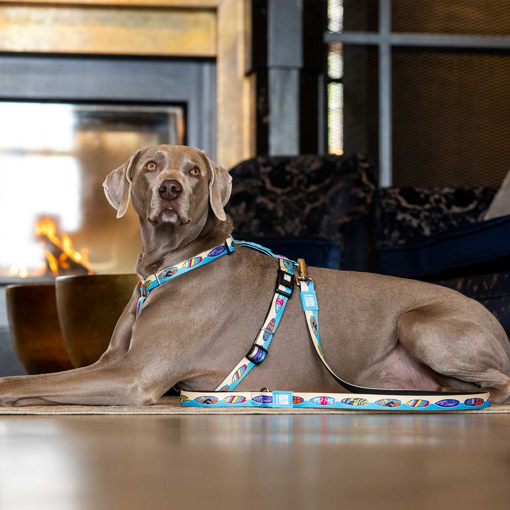 Harnais Aloha de Max & Molly