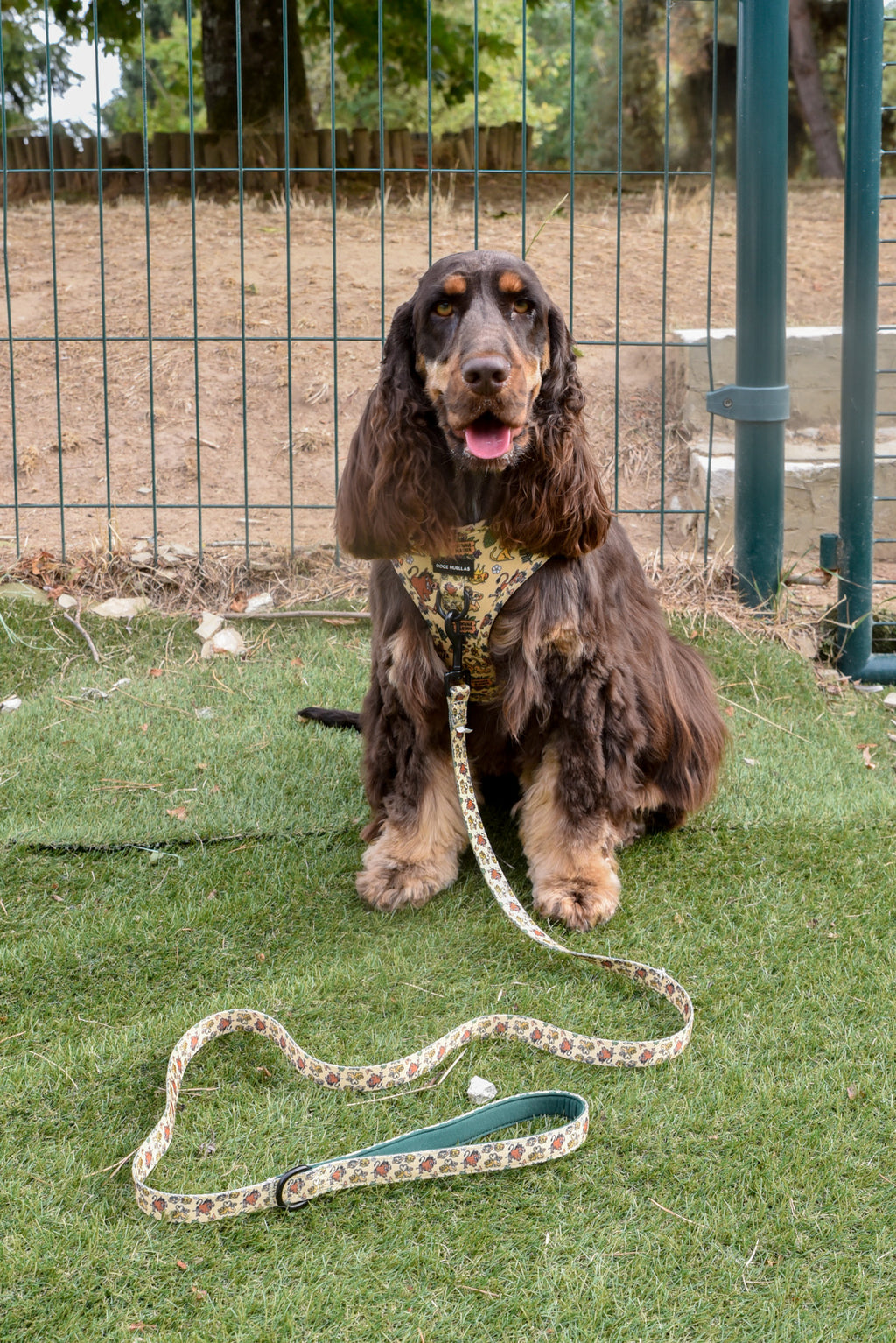 🦁 Harnais Ajustable pour chien – Édition spéciale “Hakuna Matata”