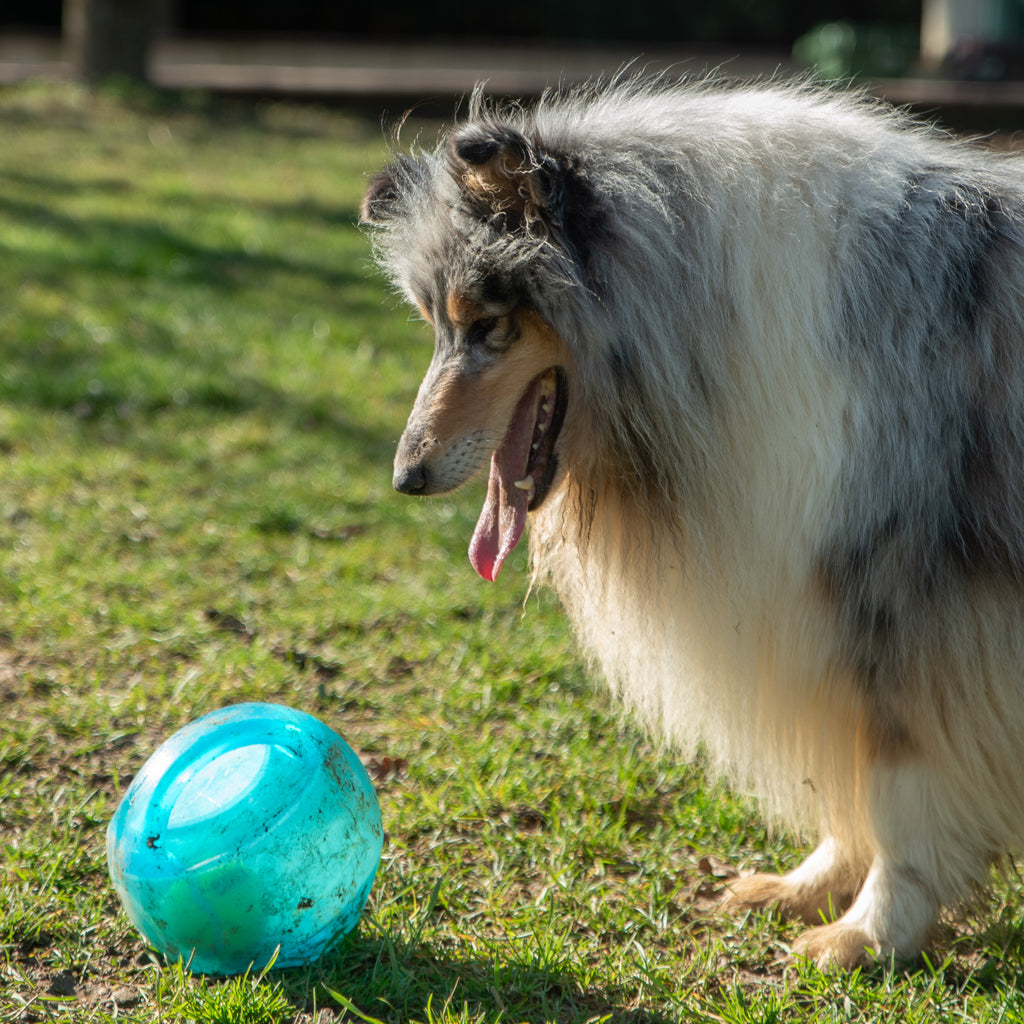 KONG Jumbler Ball