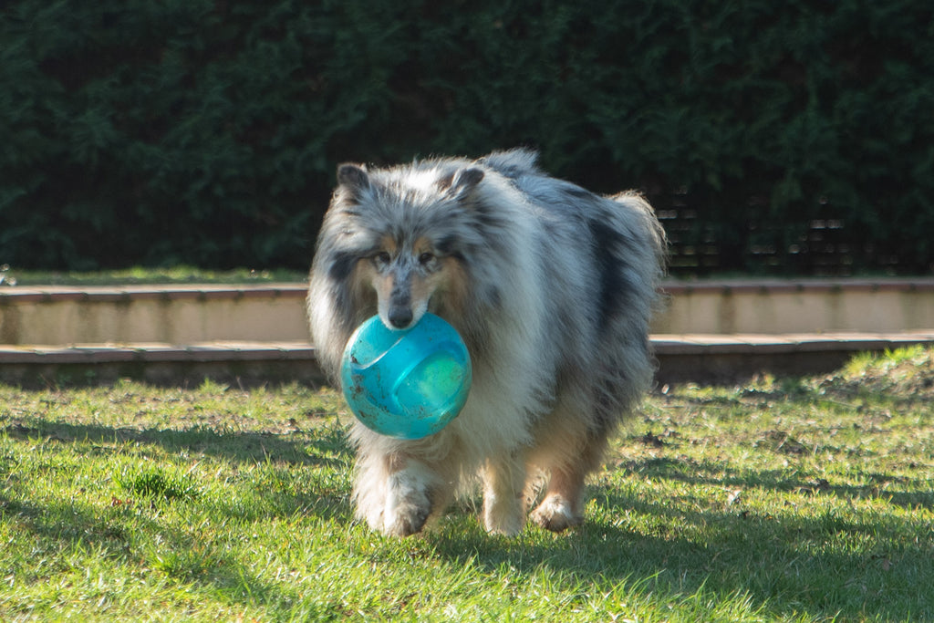 KONG Jumbler Ball