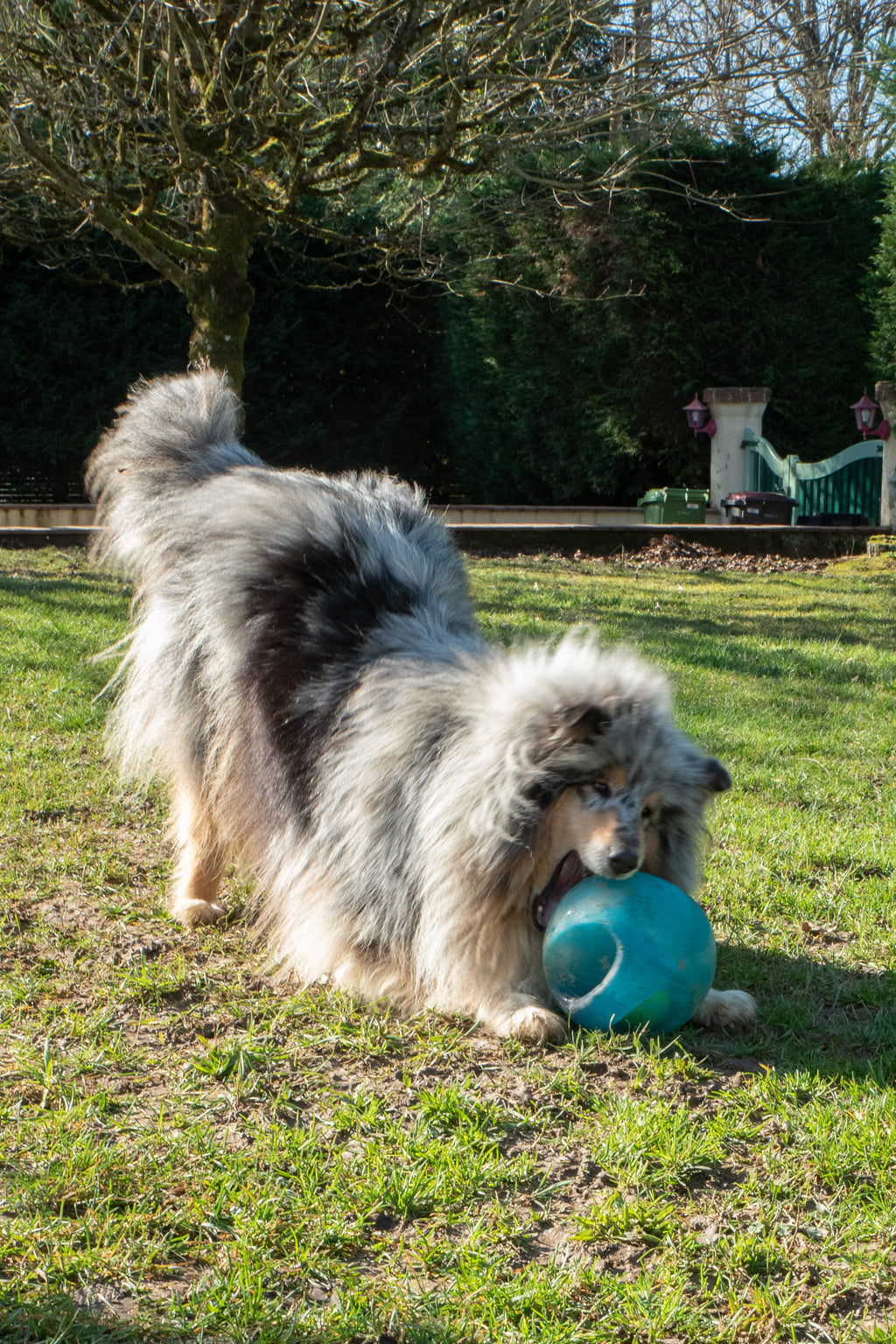 KONG Jumbler Ball