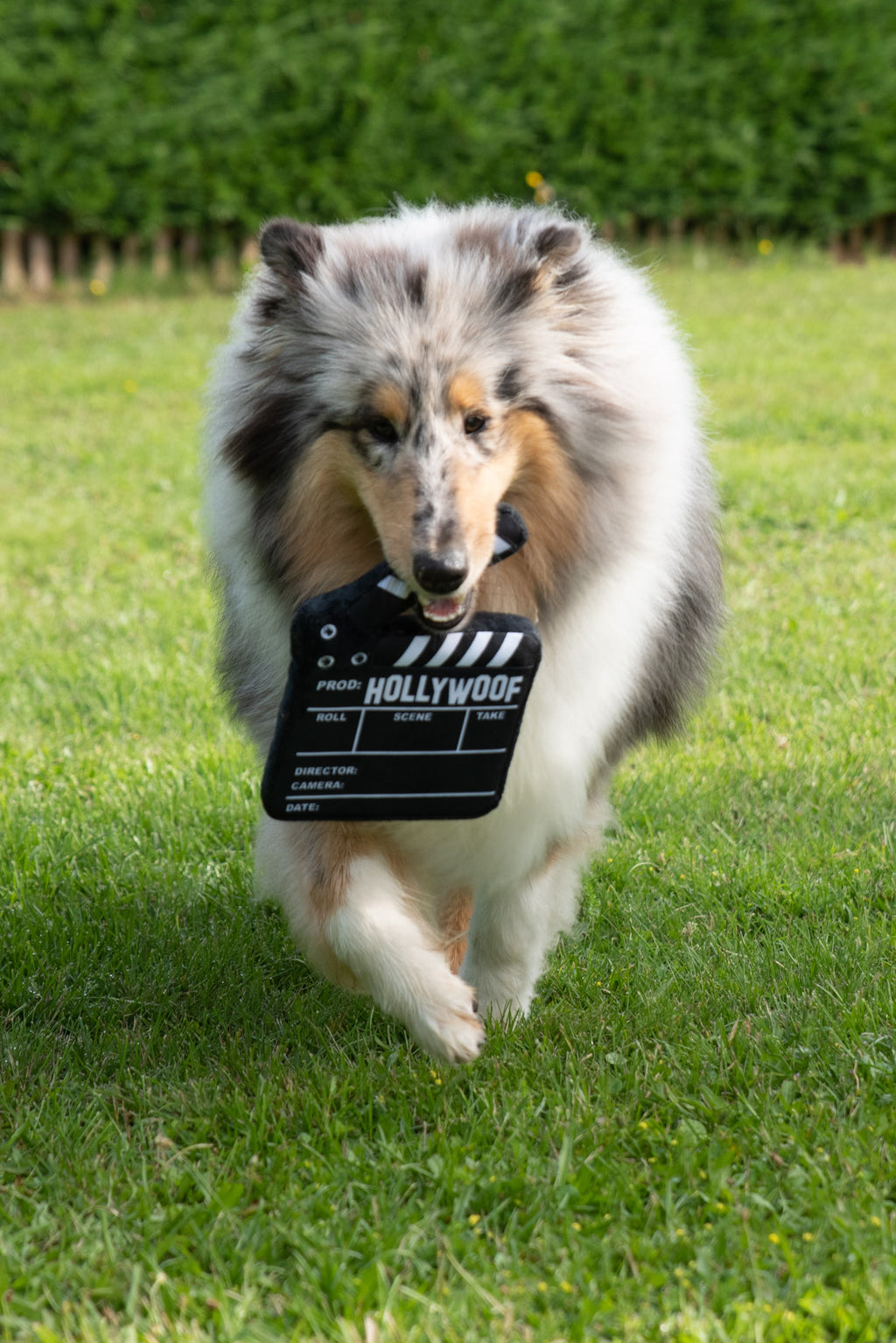 Jouet Peluche "Claquette Hollywood" pour Chiens