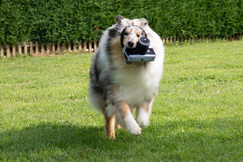 Jouet Peluche "Caméra Photo" pour Chiens