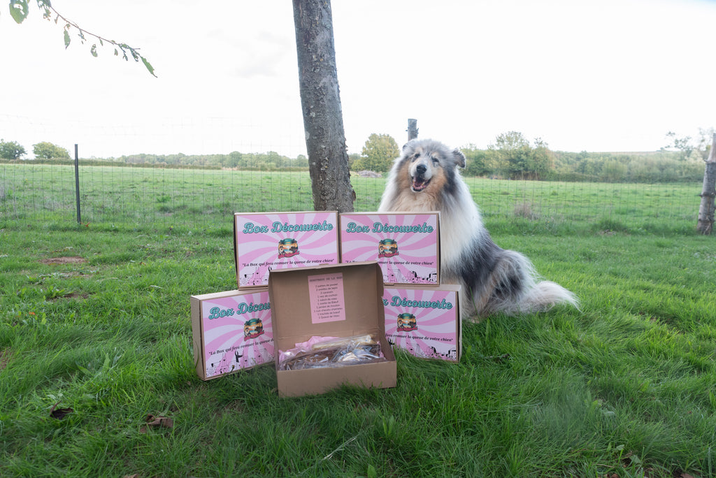 Box découverte