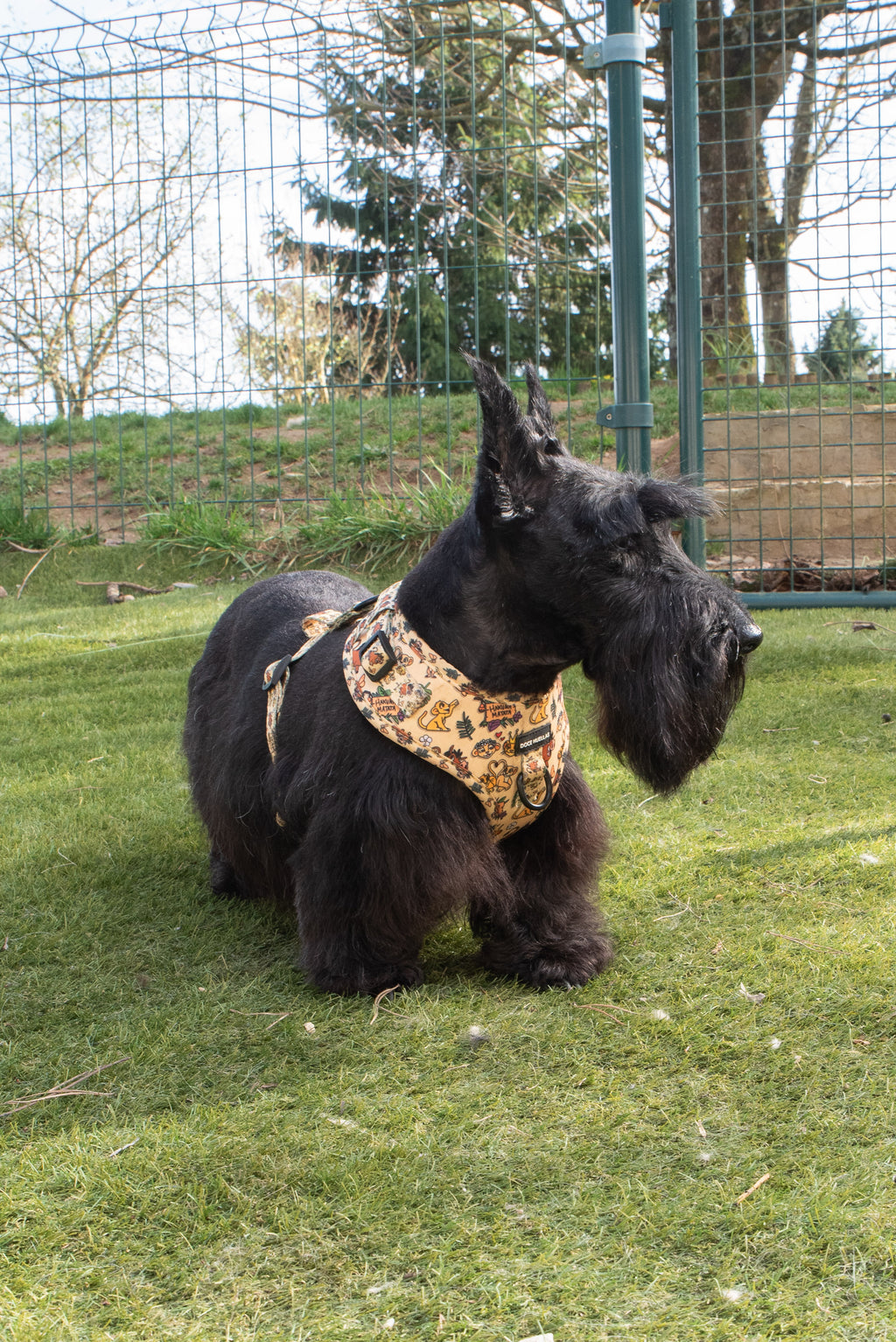 🦁 Harnais Ajustable pour chien – Édition spéciale “Hakuna Matata”