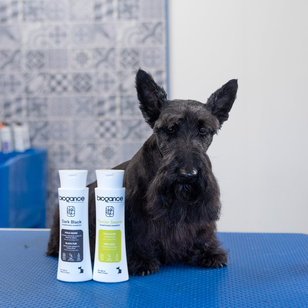 Shampooing poils durs Terrier Secret