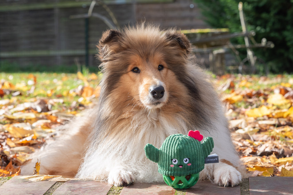 Jouet pour chiot "cactus"