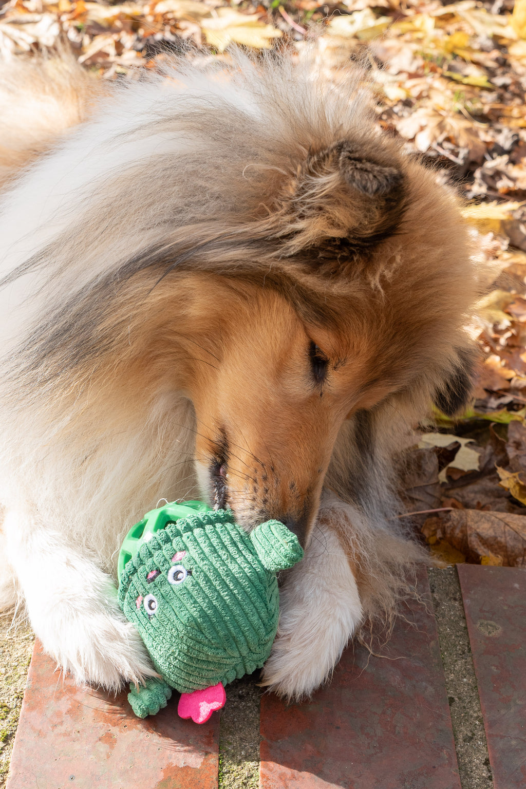 Jouet pour chiot "cactus"