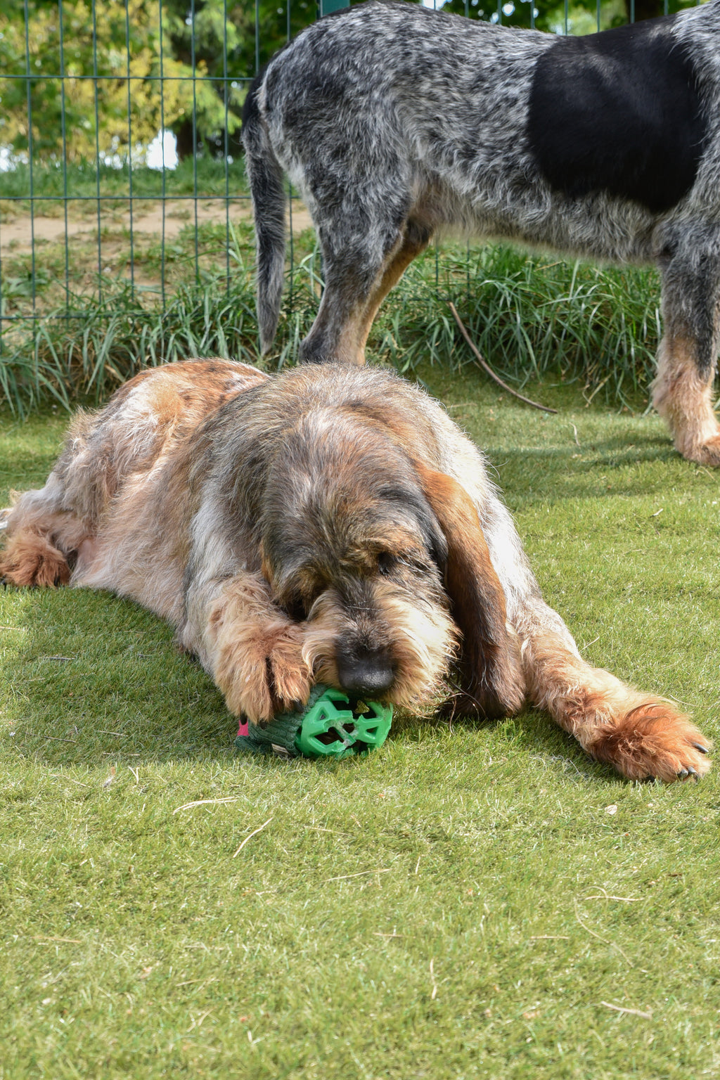 Jouet pour chiot "cactus"