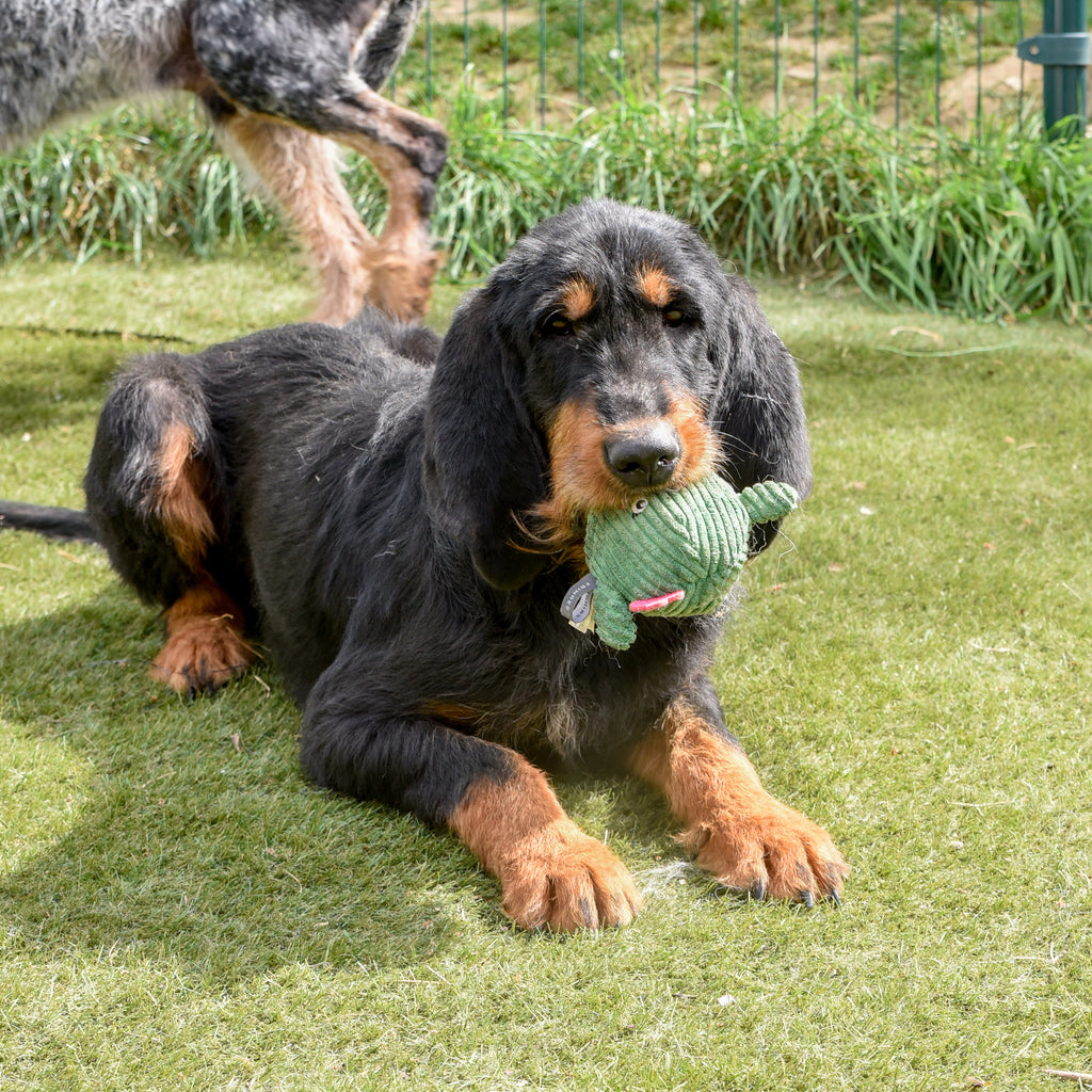 Jouet pour chiot "cactus"