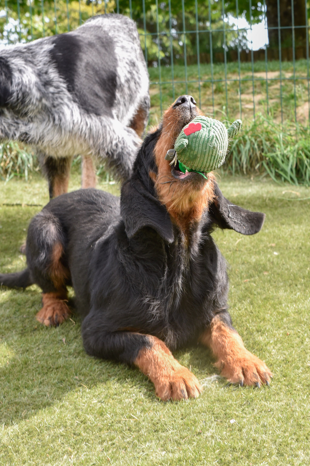 Jouet pour chiot "cactus"