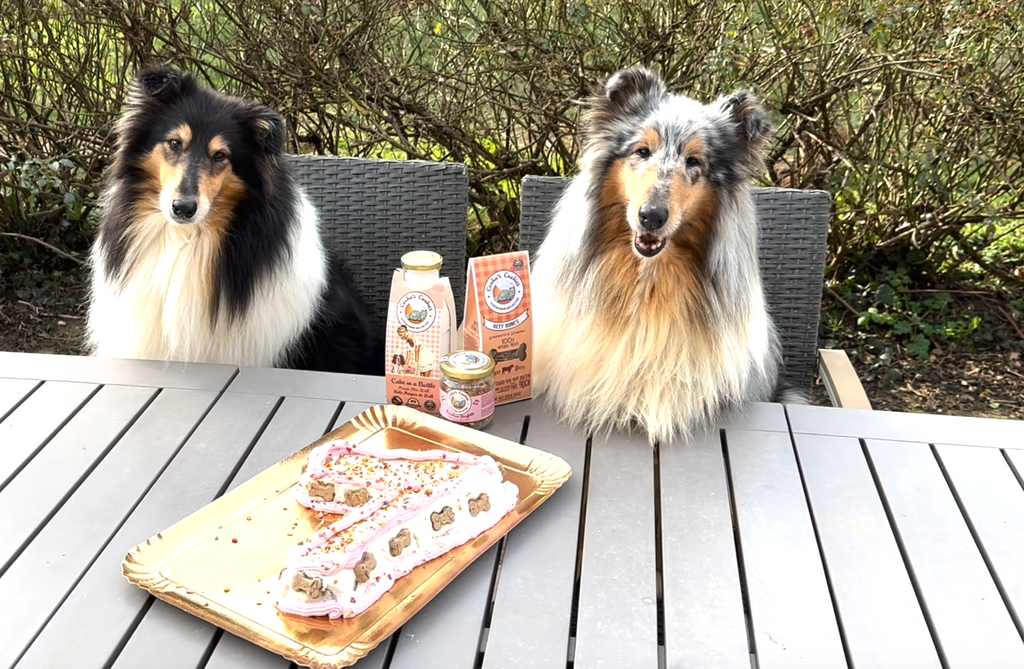 Gâteau en Boîte pour chiens poulet