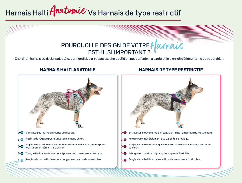 Harnais Anatomy Halty