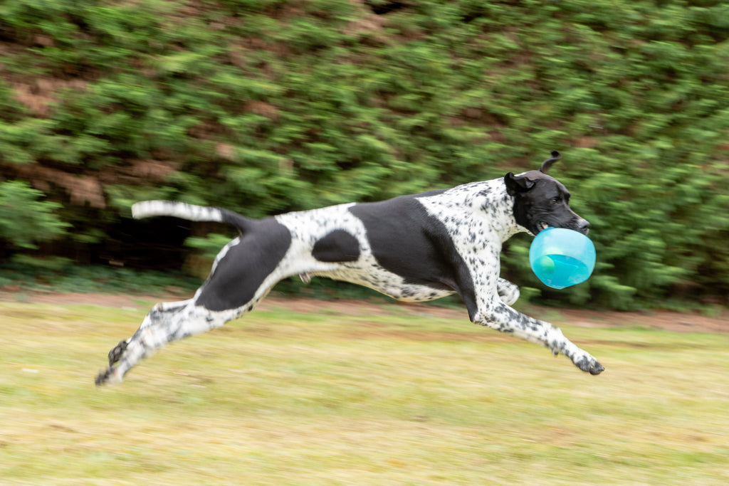 KONG Jumbler Ball