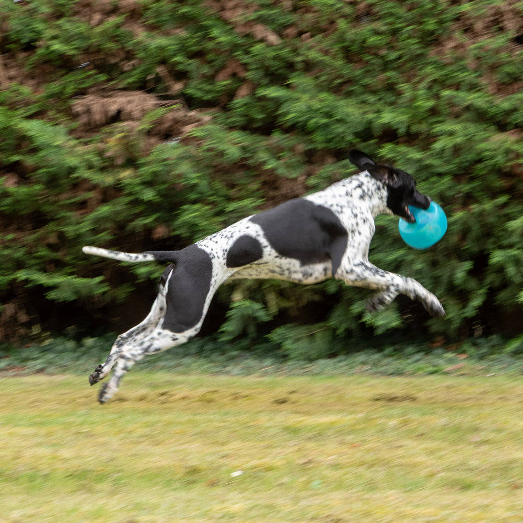 KONG Jumbler Ball