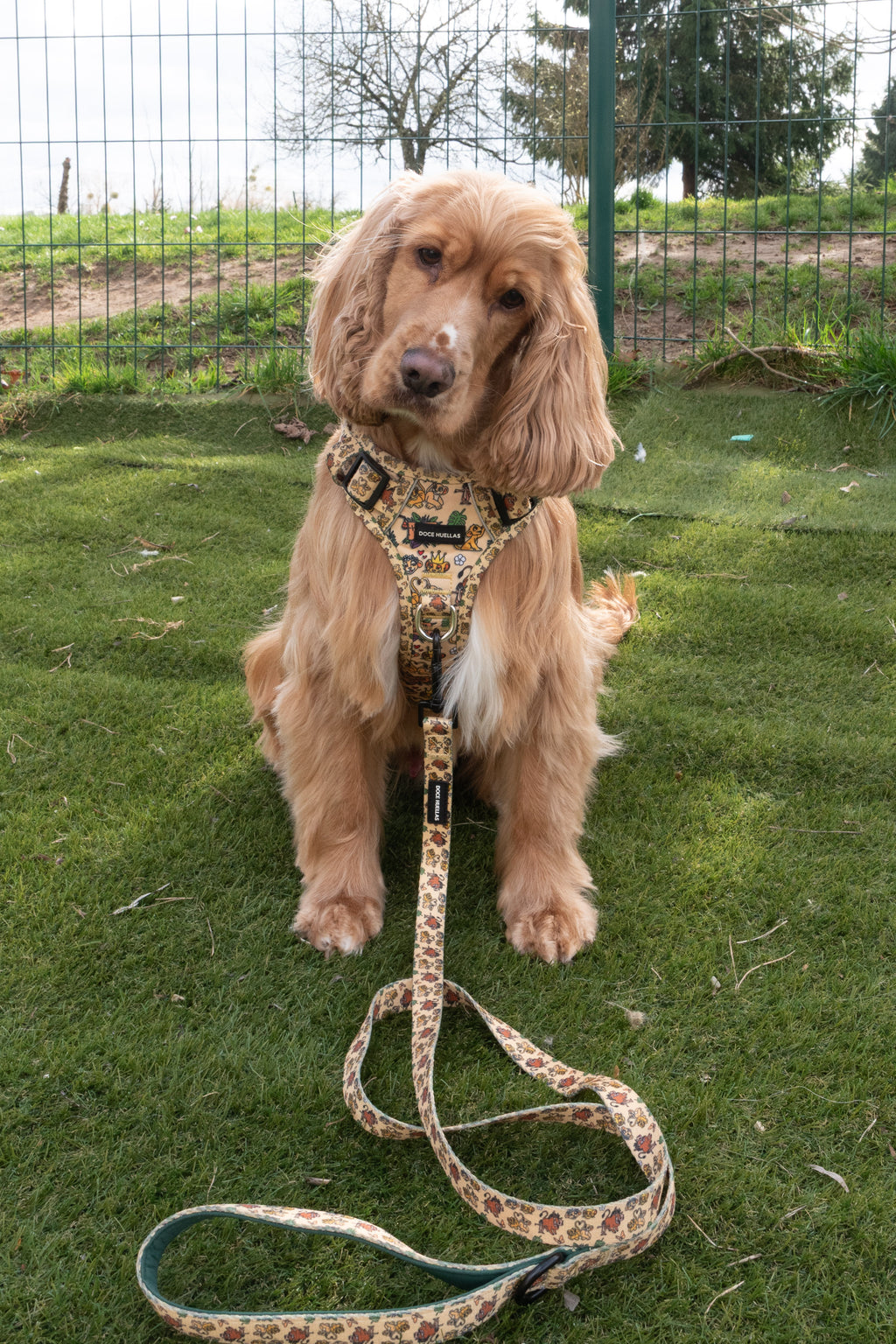 🦁 Harnais Force pour chien – Édition spéciale “Hakuna Matata”