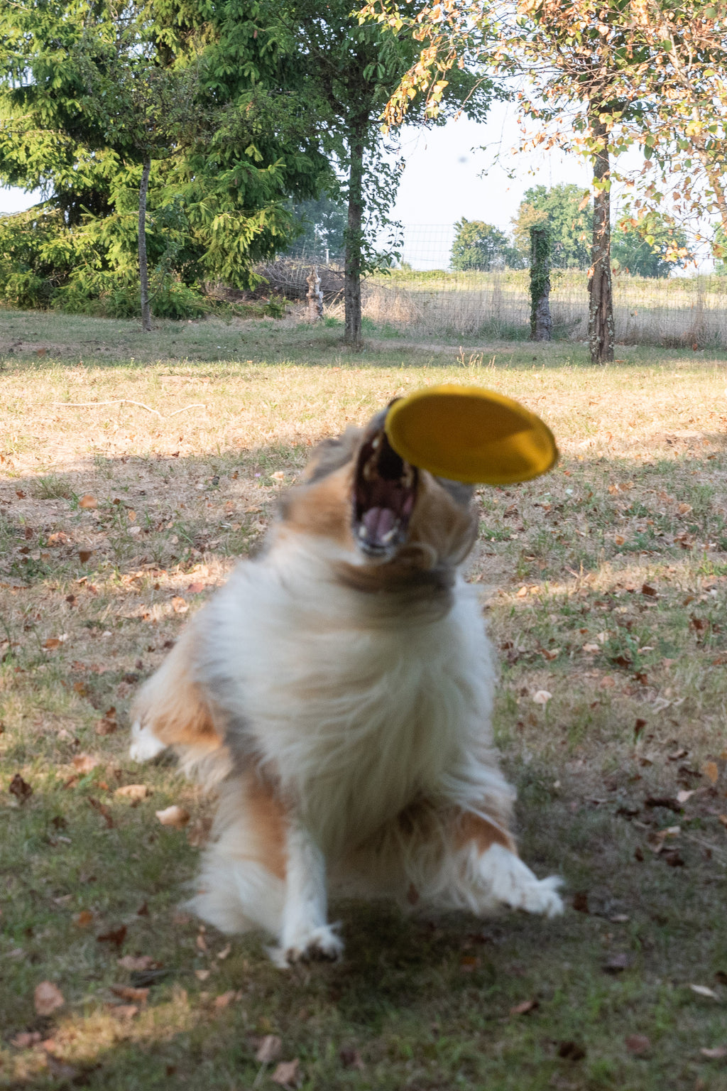 Frisbee Flexible Ø 18 CM