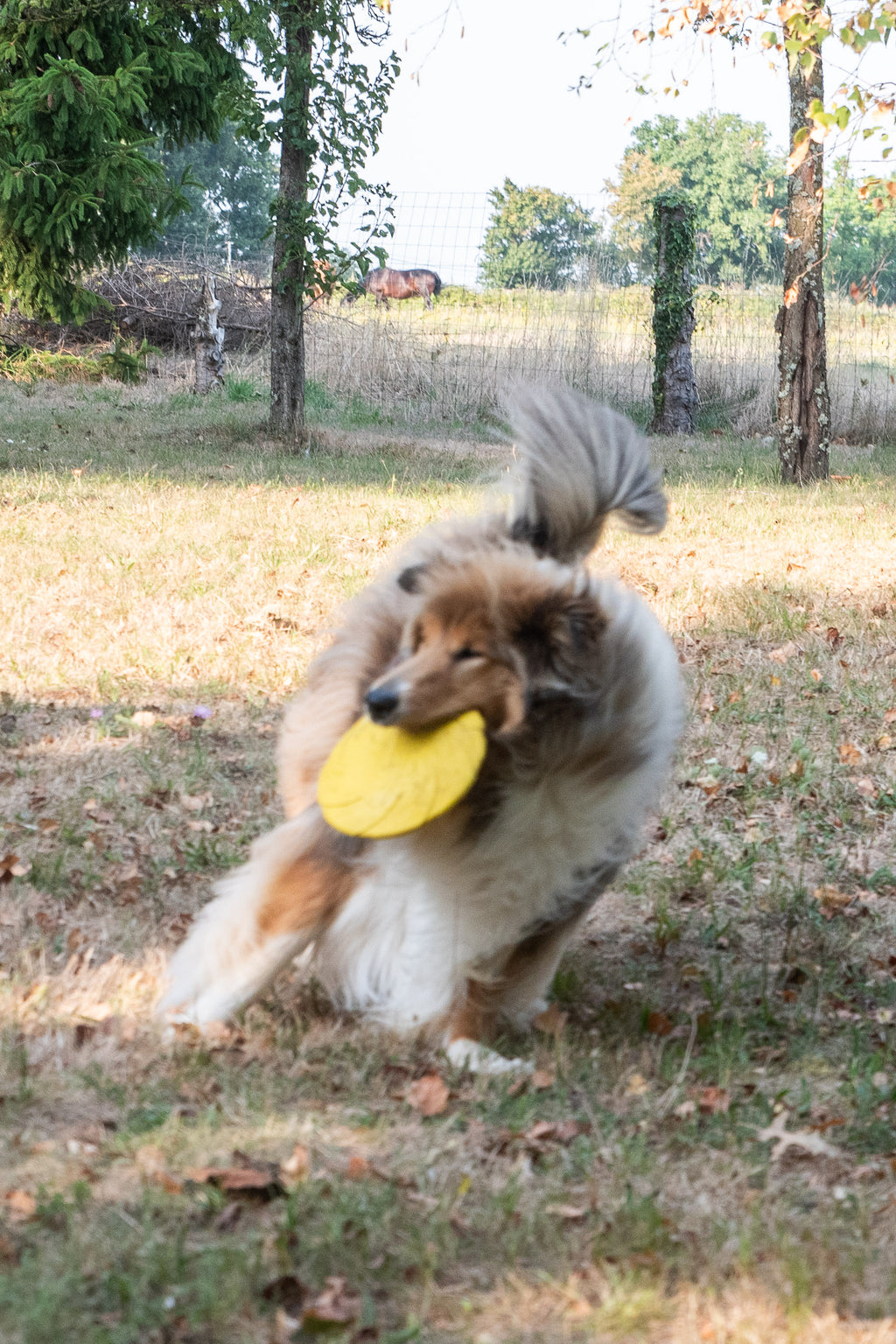Frisbee Flexible Ø 18 CM