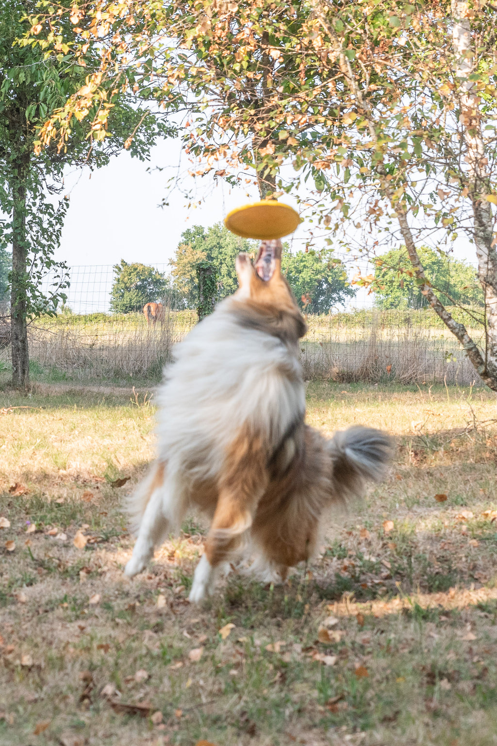 Frisbee Flexible Ø 18 CM