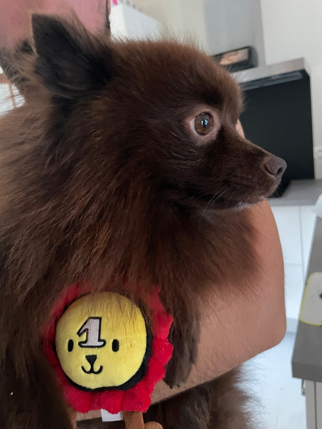 Jouet Peluche Médaille "N°1" pour Chiens