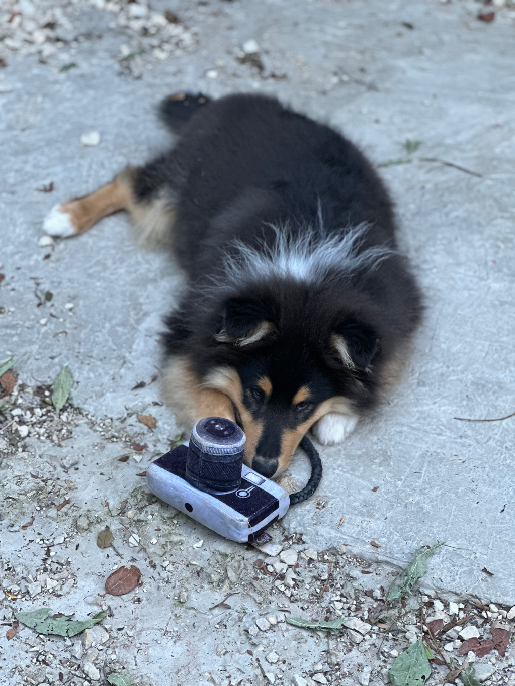 Jouet Peluche "Caméra Photo" pour Chiens