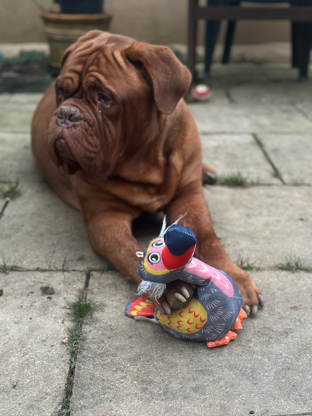 KONG Ballistic Vibez Dodo