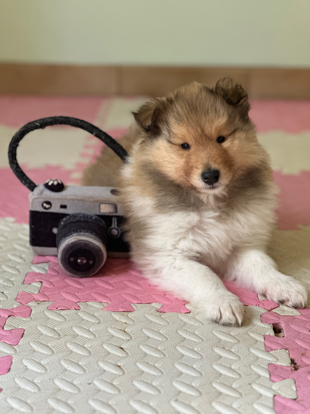 Jouet Peluche "Caméra Photo" pour Chiens