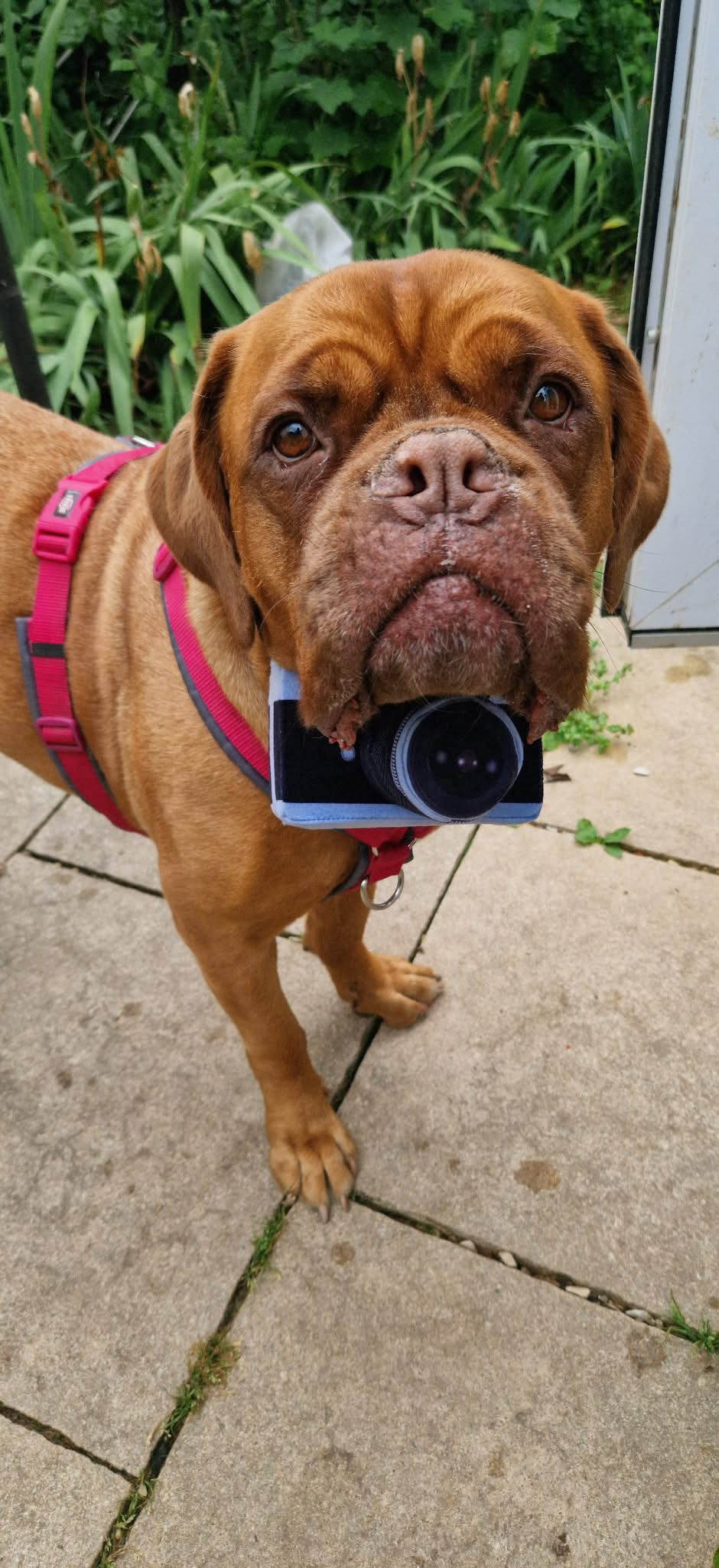 Jouet Peluche "Caméra Photo" pour Chiens