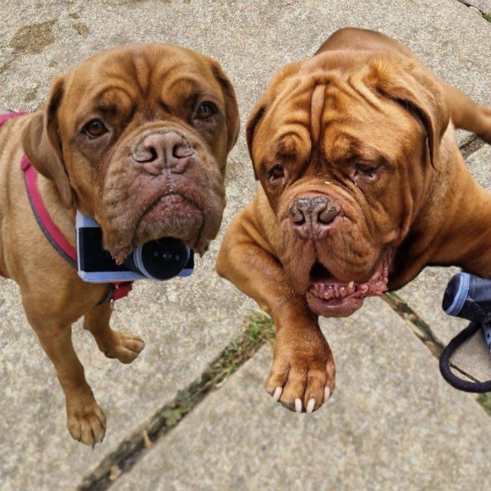 Jouet Peluche "Caméra Photo" pour Chiens