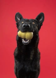 KONG Classic Gold