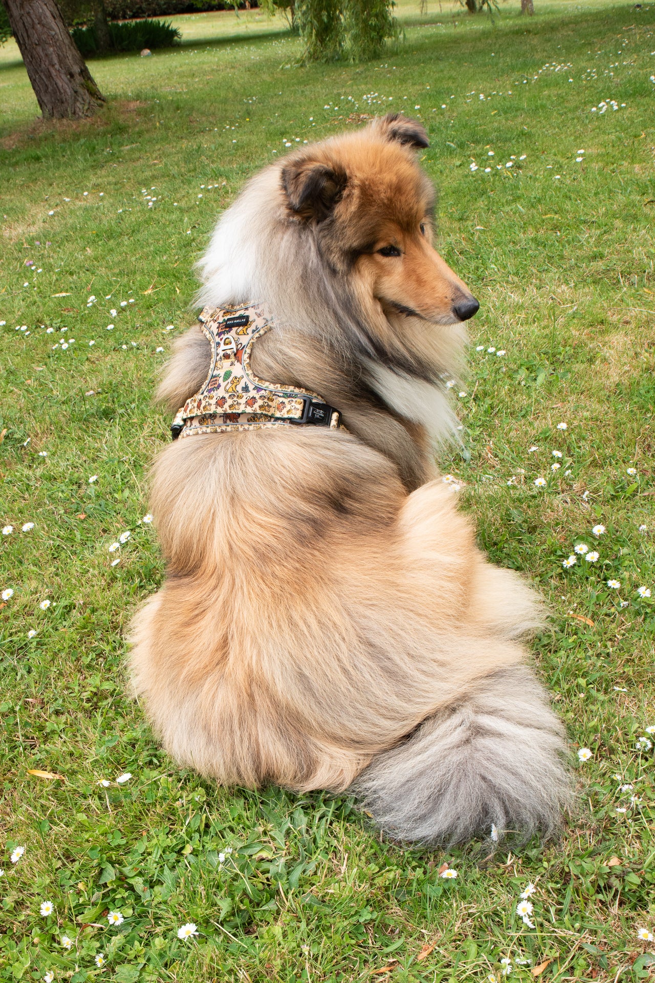🦁 Harnais Force pour chien – Édition spéciale “Hakuna Matata”