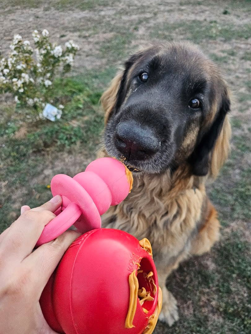 KONG Puppy Binkie